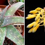 Aloe zubb ex sinkatana (Erkowit Mountains, Sudan) available 8.5cm, 10.5cm and 12cm Ø